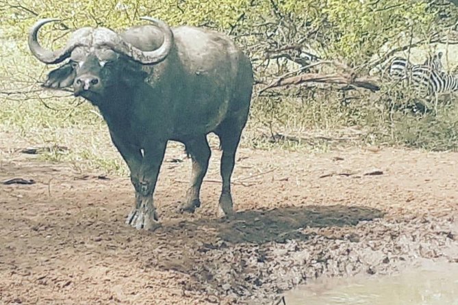 2 Days - Mikumi safari depart from Zanzibar or Dar es salaam - The first game drive in Mikumi
