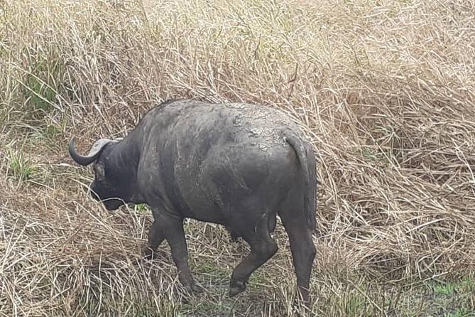 2 Days - Mikumi safari depart from Zanzibar or Dar es salaam - Overnight accommodation and meals