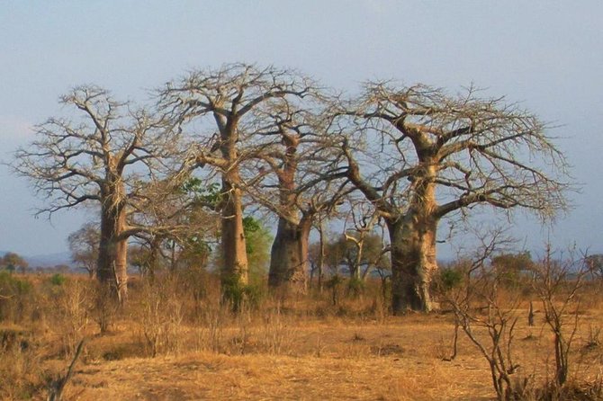 2 Days - Mikumi safari depart from Zanzibar or Dar es salaam - Wildlife: what you may see