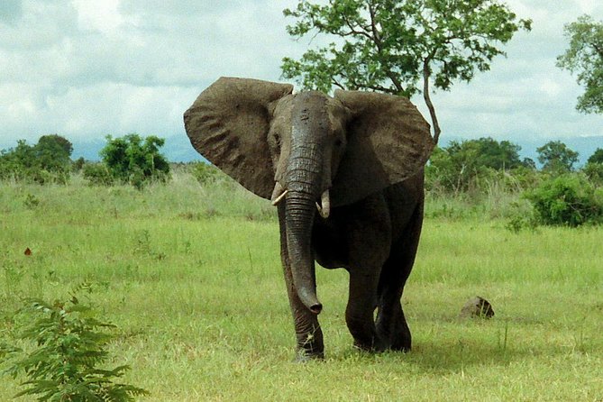 2 Days - Mikumi safari depart from Zanzibar or Dar es salaam - Private travel makes the short schedule easier