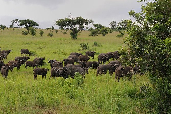 2 Days - Mikumi safari depart from Zanzibar or Dar es salaam - What the Dar es Salaam departure changes
