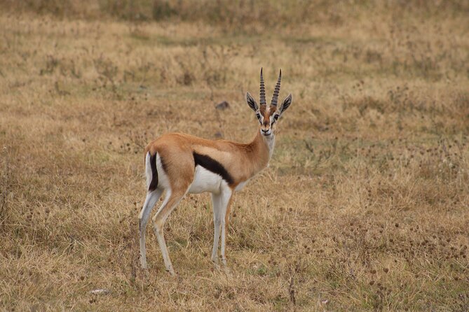 2 days private lodge safari - Entering Ngorongoro Crater at 600 meters below the rim