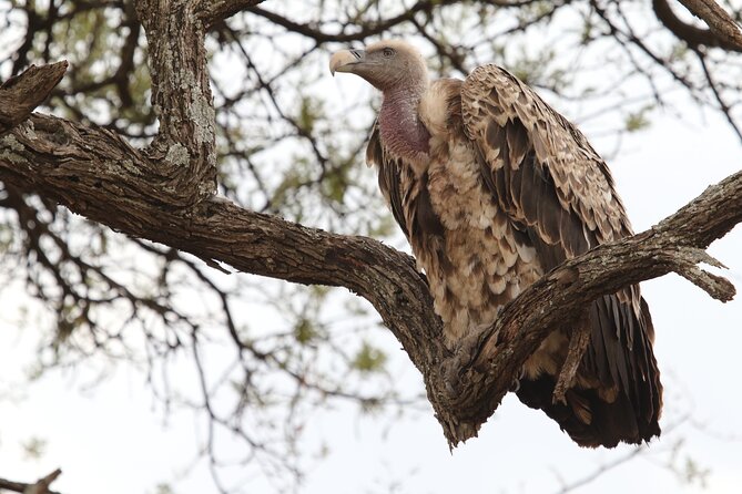 2 Days Tarangire and Ngorongoro Group Camping Safari - The overnight campsite near Ngorongoro