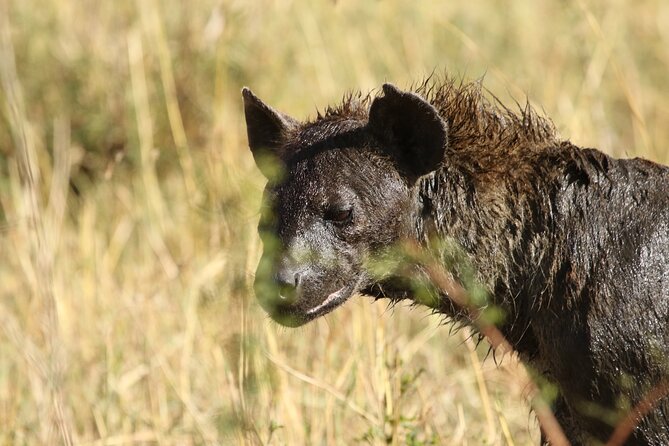 2 Days Tarangire and Ngorongoro Group Camping Safari - The $550 question: is the package good value?