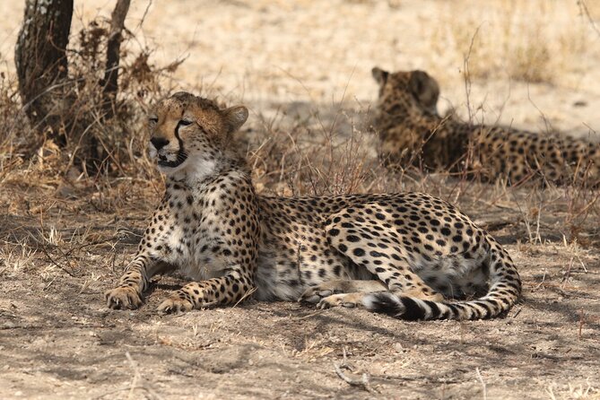 2 Days Tarangire and Ngorongoro Group Camping Safari - Who should book this safari?
