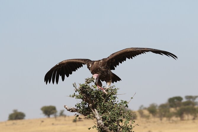 2 Days Tarangire and Ngorongoro Group Camping Safari - Day one: Tarangire’s elephants and baobab country