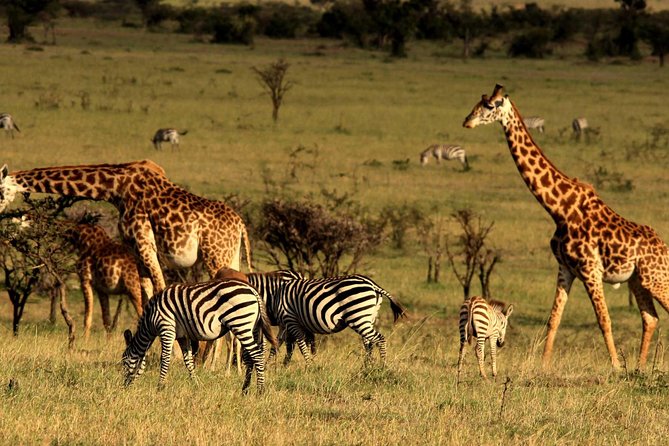 2 Days Tarangire & Ngorongoro Budget Safari Tour Tanzania - The vehicle and the small-group advantage