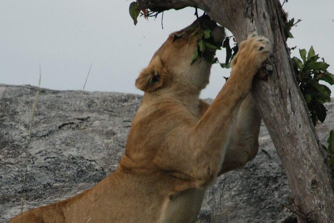 2 Days Tarangire & Ngorongoro Budget Safari Tour Tanzania - Booking advice before you commit