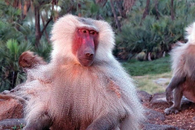 2 Days Wildlife Safari to Awash National Park - What the two-day Awash trip really offers