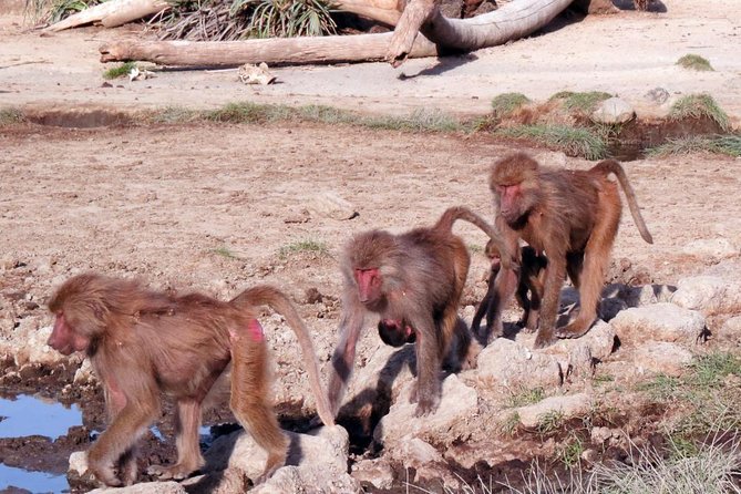 2 Days Wildlife Safari to Awash National Park - Leaving Addis Ababa for the Rift Valley