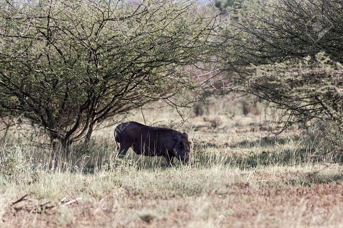 2 Days Wildlife Safari to Awash National Park - Awash River Falls and the afternoon pace