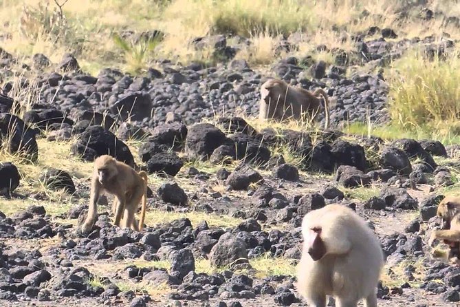 2 Days Wildlife Safari to Awash National Park - A night at Genet Hotel