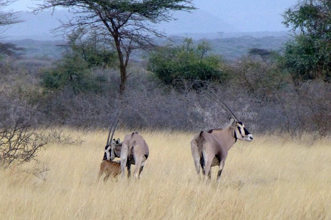 2 Days Wildlife Safari to Awash National Park - The early morning drive on Day 2