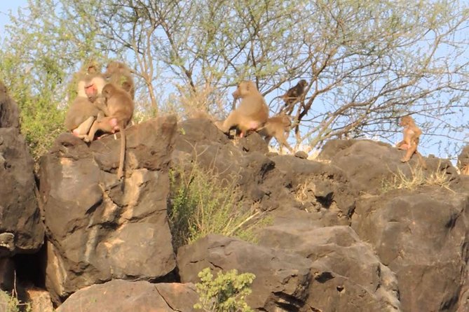 2 Days Wildlife Safari to Awash National Park - Is $358.98 a fair price?