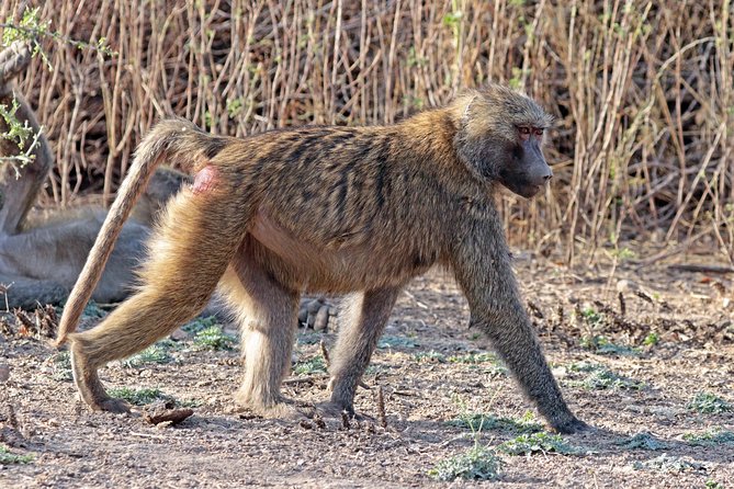 2 Days Wildlife Safari to Awash National Park - Who will get the most from this safari?