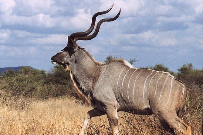 2 Days Wildlife Safari to Awash National Park - Lunch, rest, and the first look at Awash