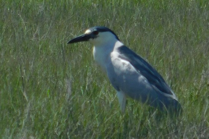 2-Hour Sunset Safari Eco Cruise on the Osprey from Cape May - Why the salt marsh is the real attraction