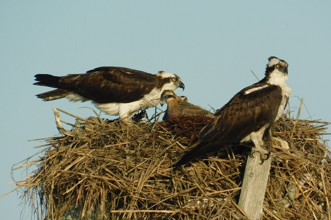 2-Hour Sunset Safari Eco Cruise on the Osprey from Cape May - Comfort, insects, and what to bring