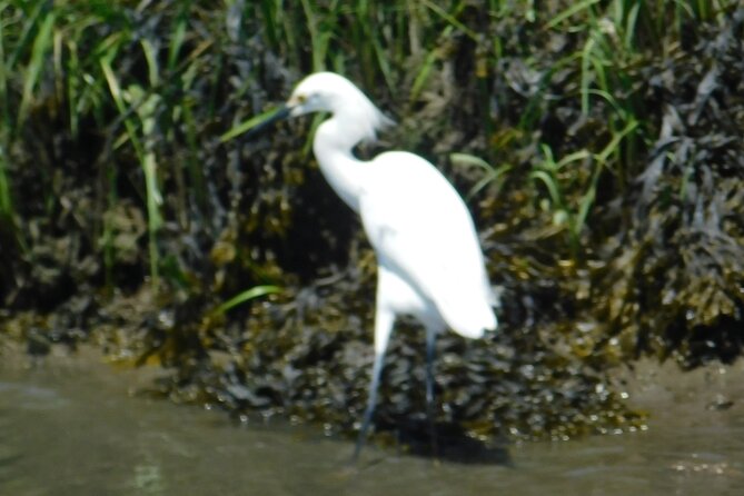 2-Hour Sunset Safari Eco Cruise on the Osprey from Cape May - A strong value at $38 per person