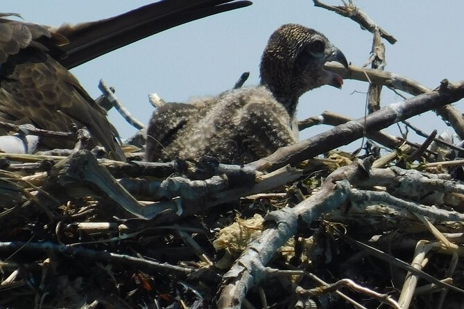 2-Hour Sunset Safari Eco Cruise on the Osprey from Cape May - Who will enjoy this Cape May cruise most