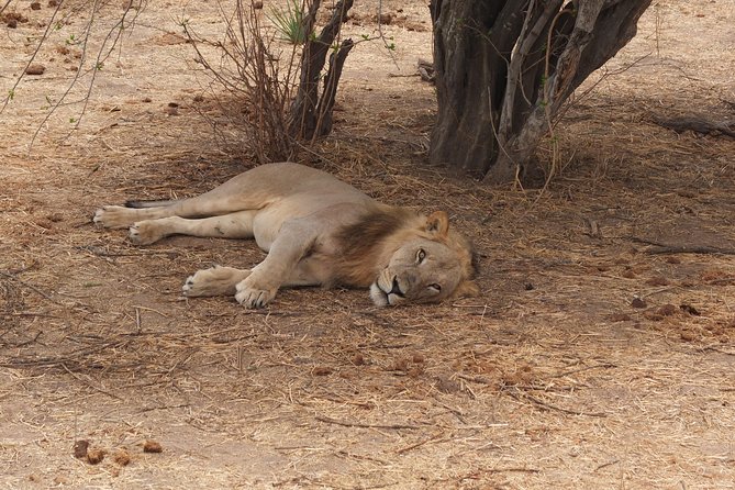 2 nights 3 days safari to mikumi national park - Why Mikumi works for a short safari from Dar es Salaam