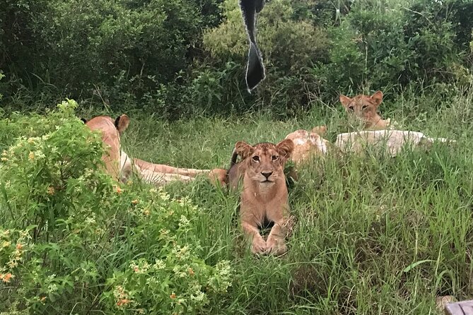 2 nights 3 days safari to mikumi national park - Day 3: Breakfast, Msolwa Cafe, and the return drive