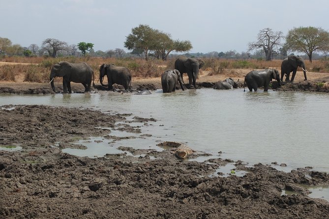 2 nights 3 days safari to mikumi national park - The private format and family fit