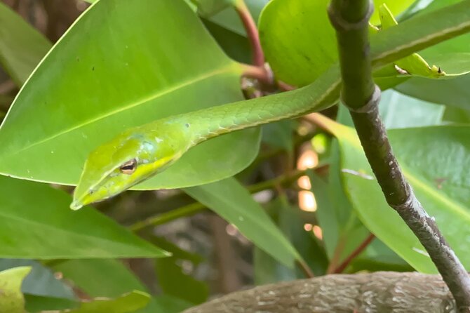 2h Bentota River Safari: Crocodiles, Monkeys, Mangrove & more - Why the Bentota River feels so different from the beach