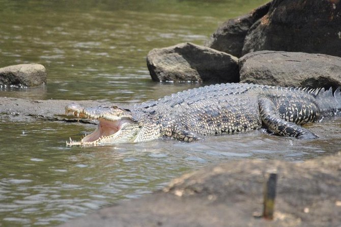 2h Bentota River Safari: Crocodiles, Monkeys, Mangrove & more - Pickup, timing, and meeting point