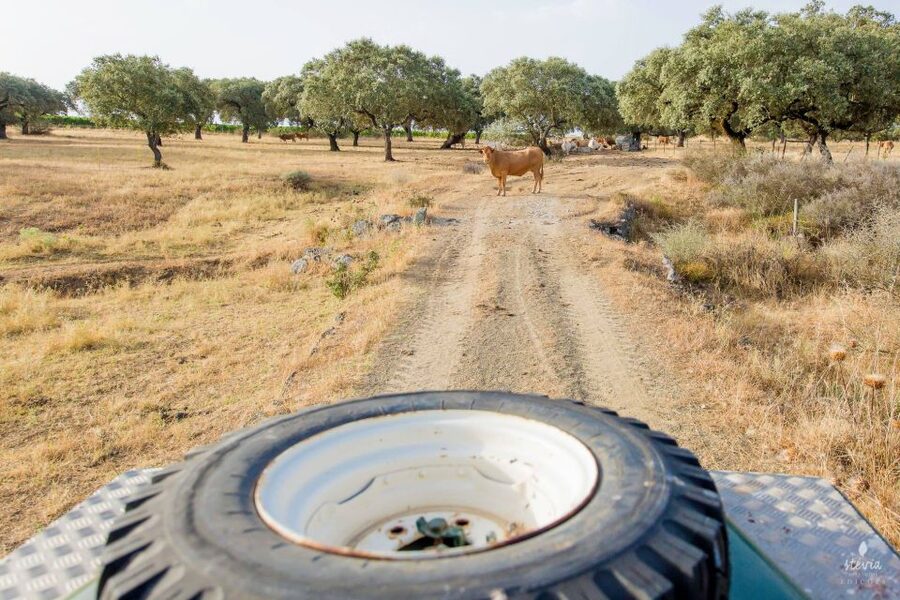 2hr Cork Safari in a Classical Land Rover - Who will enjoy this most