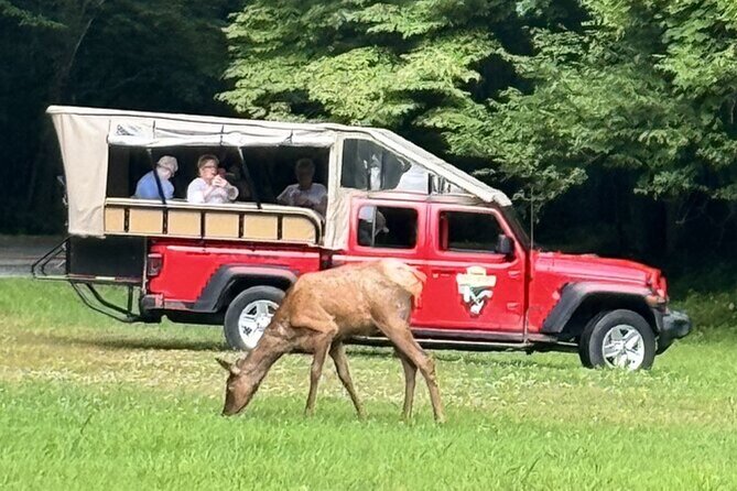 3 - 3.5 HR Smoky Mtn. Cherokee Eco Elk Safari Jeep Adventure - Why this Jeep safari is more than an elk search