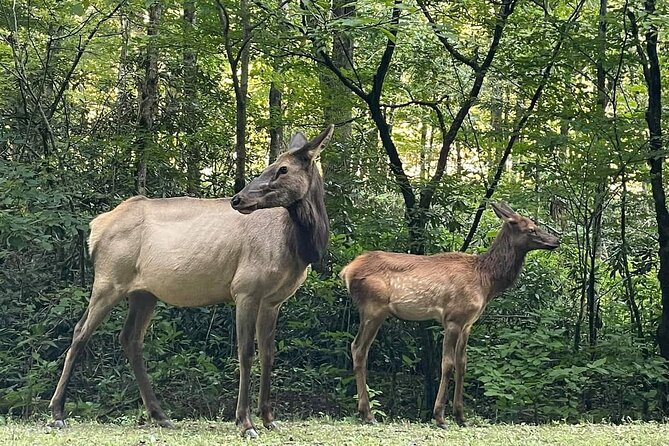 3 - 3.5 HR Smoky Mtn. Cherokee Eco Elk Safari Jeep Adventure - A short run on the Blue Ridge Parkway