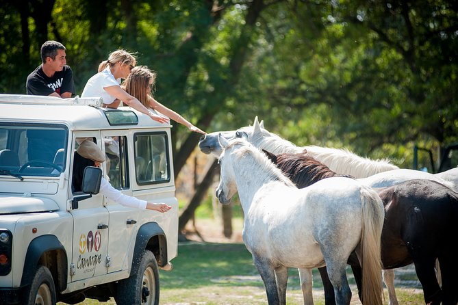 3.5 Hour Camargue 4x4 Safari from Le Grau-du Roi - Why a 4x4 is the right way to see the Camargue