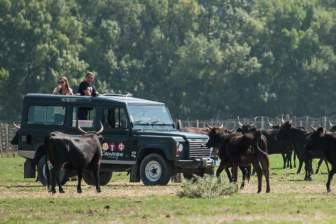 3.5 Hour Camargue 4x4 Safari from Le Grau-du Roi - Family suitability and comfort notes