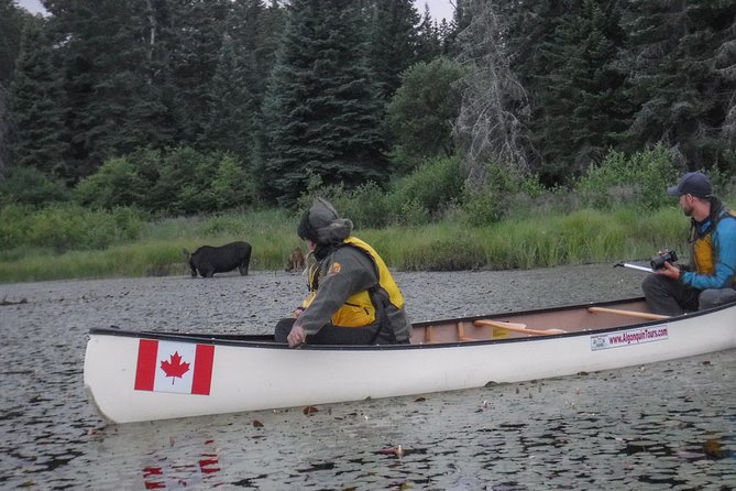 3 Day Algonquin Park Canoe Trip - Moose & Beaver Safari - Three days where the canoe becomes your transport