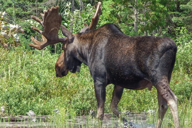 3 Day Algonquin Park Canoe Trip - Moose & Beaver Safari - What the CAD $555.96 price really covers