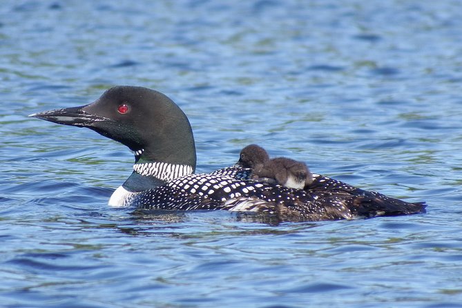 3 Day Algonquin Park Canoe Trip - Moose & Beaver Safari - Who will enjoy this canoe trip most