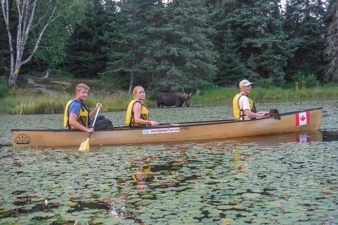 3 Day Algonquin Park Canoe Trip - Moose & Beaver Safari - Day two: the full Algonquin experience