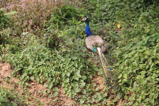 3-Day Chitwan National Park Jungle Safari Tour Package with Pick Up - The wildlife you may and may not see