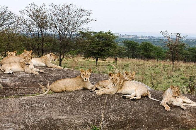 3 Day Classic, Guided Serengeti Safari - Food, water, and extra spending