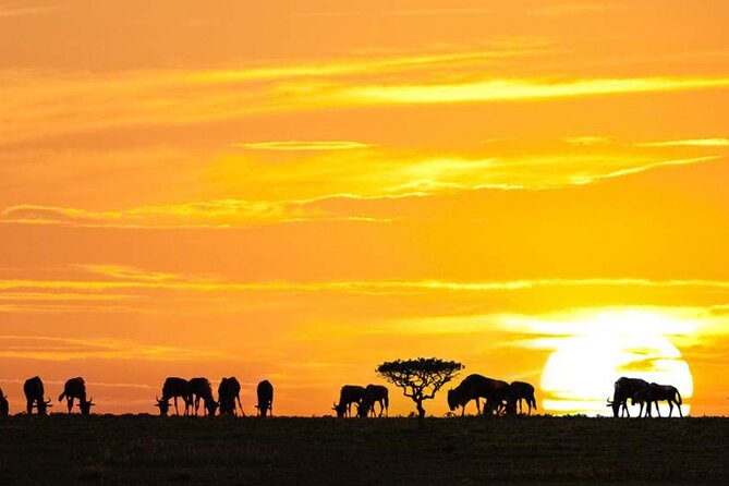 3 Day Classic, Guided Serengeti Safari - Serengeti Safari Lodge and the rhythm of camp life