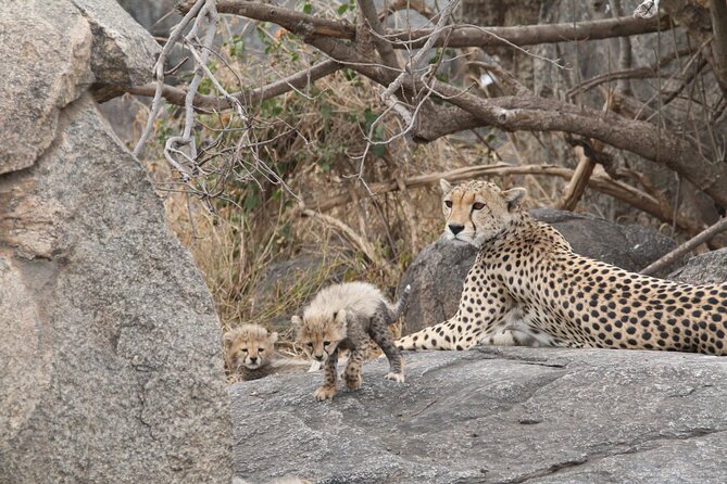 3-Day Classic Serengeti Safari - Leaving Arusha for Serengeti