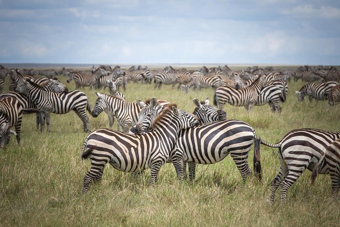 3-Day Classic Serengeti Safari - A full day across the Serengeti plains