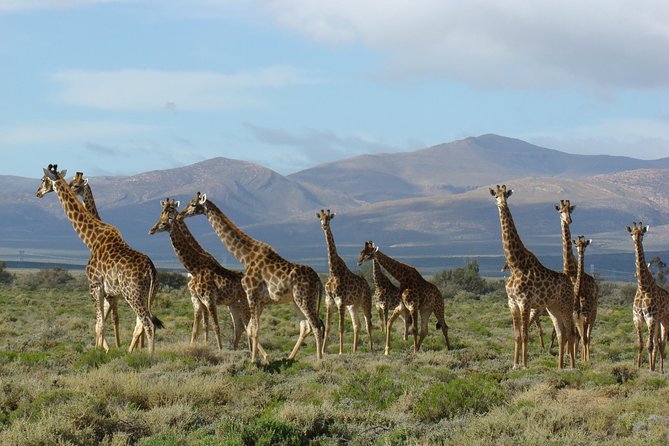 3 Day Garden Route Highlights and Safari with Private Transfers - Day 2: Elephants, forests, and the Bloukrans choice