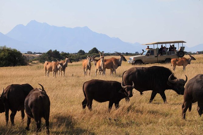 3 Day Garden Route Highlights and Safari with Private Transfers - What the private format really gives you
