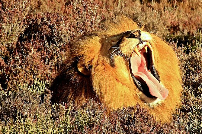3 Day Garden Route Highlights and Safari with Private Transfers - Day 3: A private reserve and the return to Cape Town