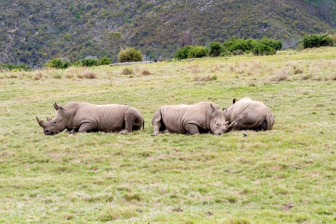 3 Day Garden Route's Best Highlights with Safari from Cape Town - How the guides affect the experience