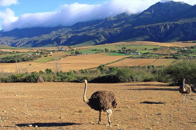 3 Day Garden Route's Best Highlights with Safari from Cape Town - Practical details that matter