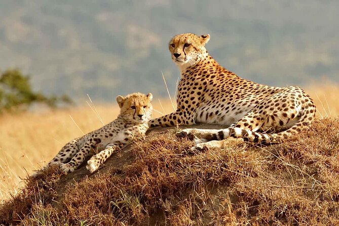 3 Day Masai Mara Budget Joining Safari on 4×4 - Daily Departures - Why this three-day Mara safari works