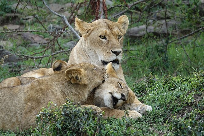 3 Day Masai Mara Budget Joining Safari on 4×4 - Daily Departures - Day two: a full day among the Big Five